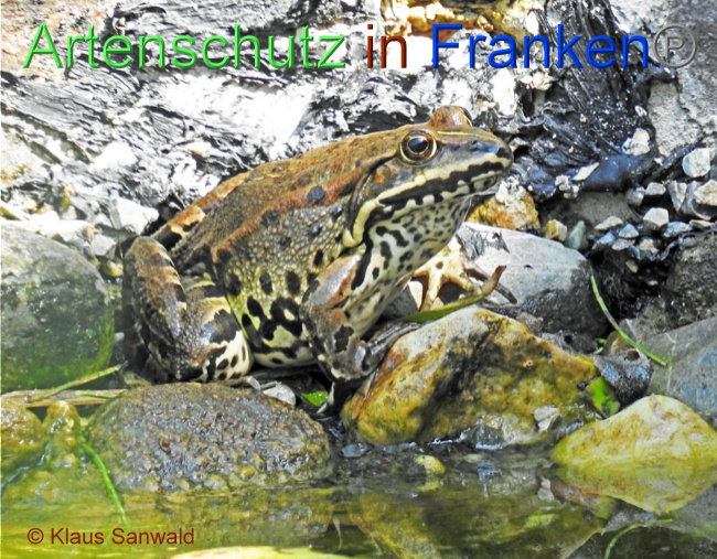 © Artenschutz in Franken® / Klaus Sanwald Bild zum Eintrag (1072158-160)