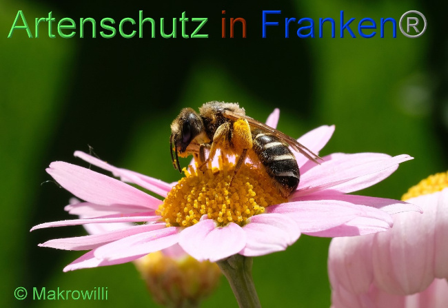 © Artenschutz in Franken® / Makrowilli Bild zum Eintrag (1072269-160)