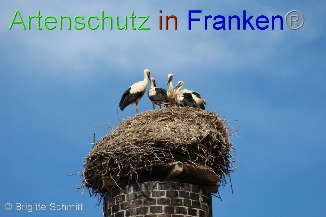 © Artenschutz in Franken® / Brigitte Schmitt Bild zum Eintrag (1072414-160)