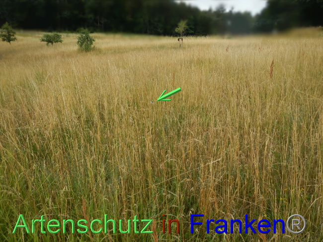© Artenschutz in Franken® Bild zum Eintrag (1072431-160)