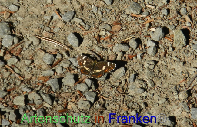 © Artenschutz in Franken® / Daniela Malik Bild zum Eintrag (1072553-160)