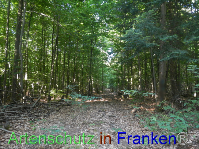 © Artenschutz in Franken® Bild zum Eintrag (1072615-160)