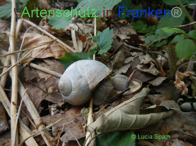 © Artenschutz in Franken® / Lucia Späth Bild zum Eintrag (1072672-160)