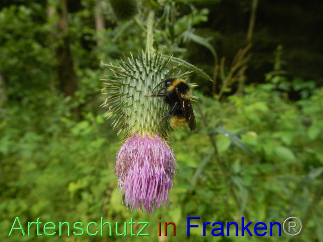 © Artenschutz in Franken® Bild zum Eintrag (1072687-160)
