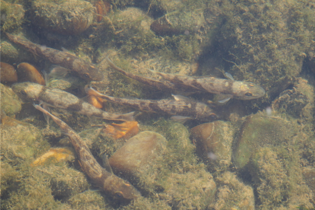 © Quelle: LfU Bild zum Eintrag (1072735-160)
