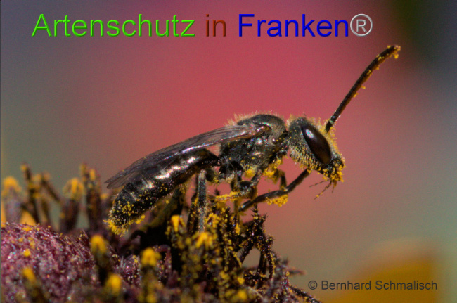 © Artenschutz in Franken® / Bernhard Schmalisch Bild zum Eintrag (1072741-160)
