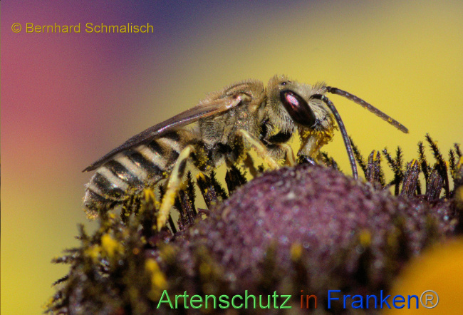 © Artenschutz in Franken® / Bernhard Schmalisch Bild zum Eintrag (1072775-160)