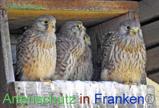 © Artenschutz in Franken® / Klaus Sanwald Bild zum Eintrag (1072844-160)
