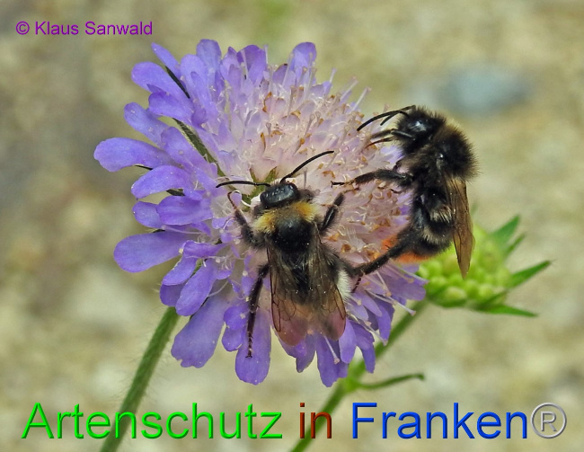 © Artenschutz in Franken® / Klaus Sanwald Bild zum Eintrag (1072931-160)