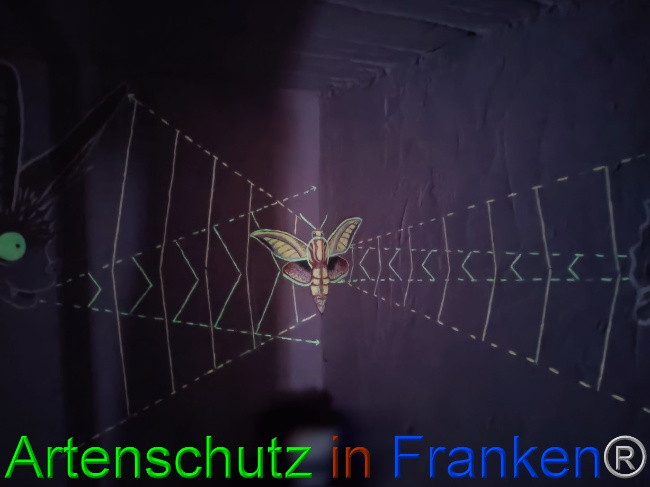 © Artenschutz in Franken® / Bayer Bild zum Eintrag (1072983-160)