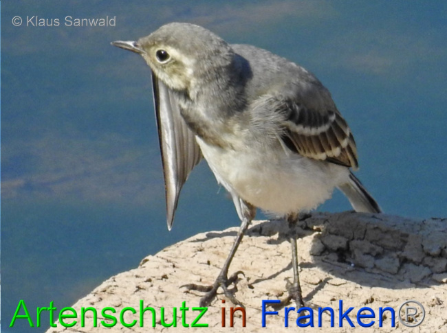 © Artenschutz in Franken® / Klaus Sanwald Bild zum Eintrag (1073054-160)