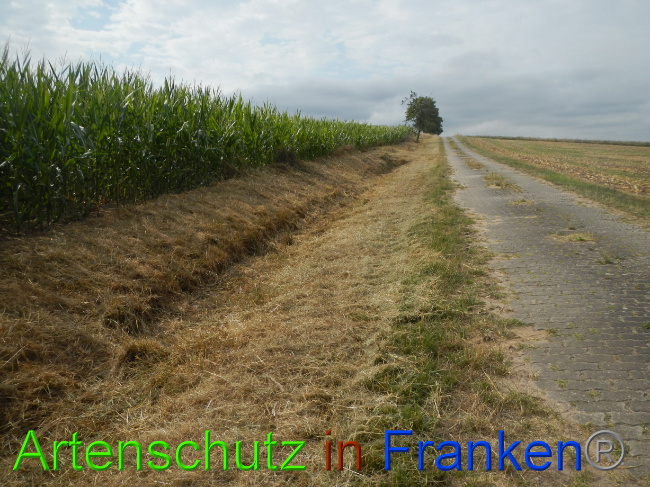 Bild zum Eintrag (1073375-160)