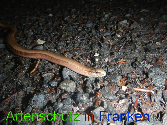 Bild zum Eintrag (1073422-160)