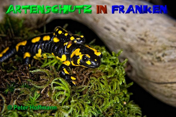 © Artenschutz in Franken® / Peter Hoffmann Bild zum Eintrag (1074932-160)