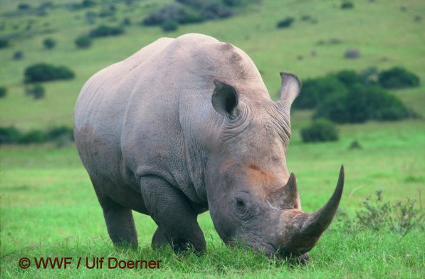 © WWF / Ulf Doerner Bild zum Eintrag (1074938-160)