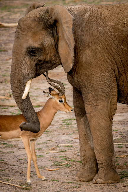 © ZOOLOGISCHER GARTEN MAGDEBURG gGmbH Bild zum Eintrag (1074979-160)