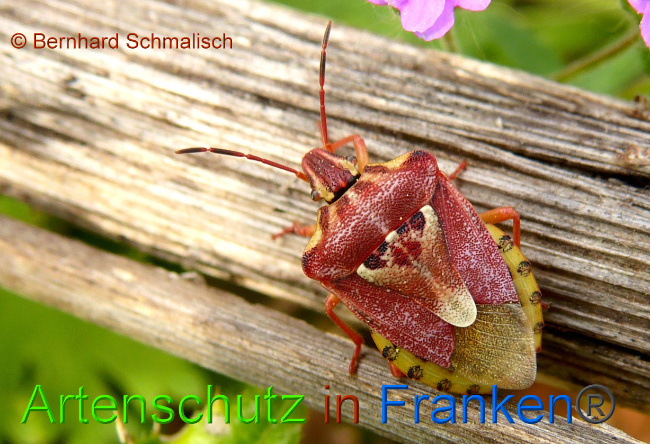 © Artenschutz in Franken® / Bernhard Schmalisch Bild zum Eintrag (1075022-160)