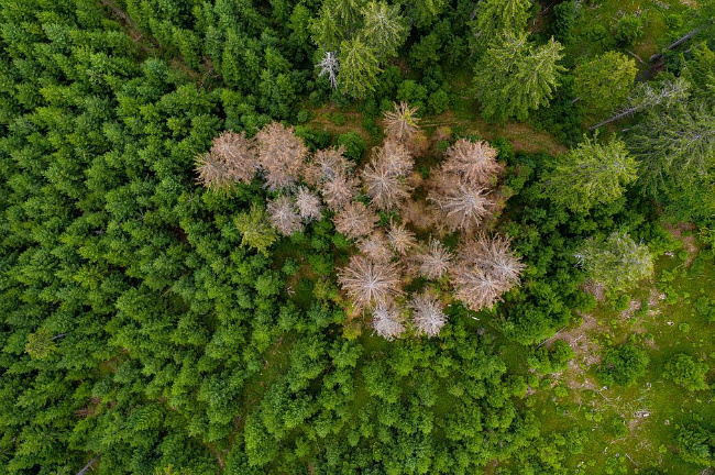 © Foto: Martin Hertel / Bayerische Staatsforsten Bild zum Eintrag (1075109-160)
