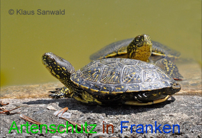 © Artenschutz in Franken® / Klaus Sanwald Bild zum Eintrag (1075119-160)