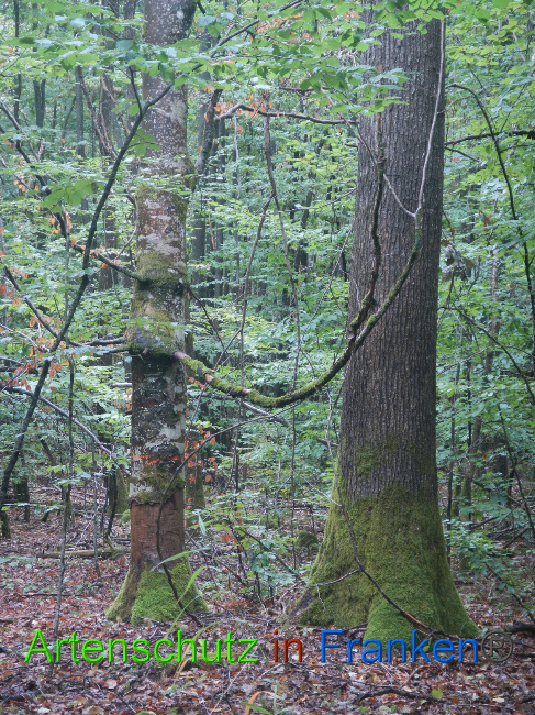 © Artenschutz in Franken® Bild zum Eintrag (1075132-160)