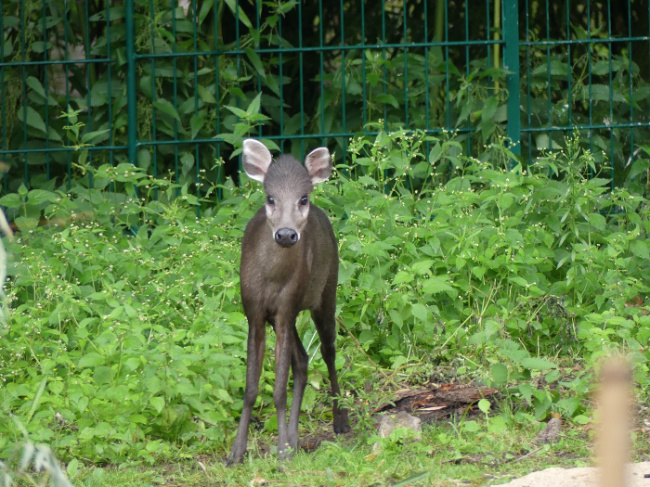 © Zoo Frankfurt Bild zum Eintrag (1075171-160)