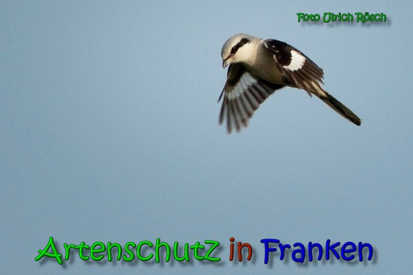 © Artenschutz in Franken® / Ulrich Rösch Bild zum Eintrag (1075207-160)