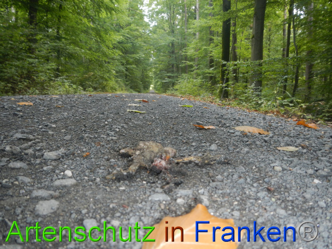 © Artenschutz in Franken® Bild zum Eintrag (1075213-160)