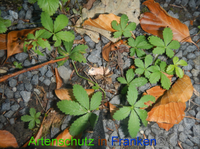 © Artenschutz in Franken® Bild zum Eintrag (1075402-160)