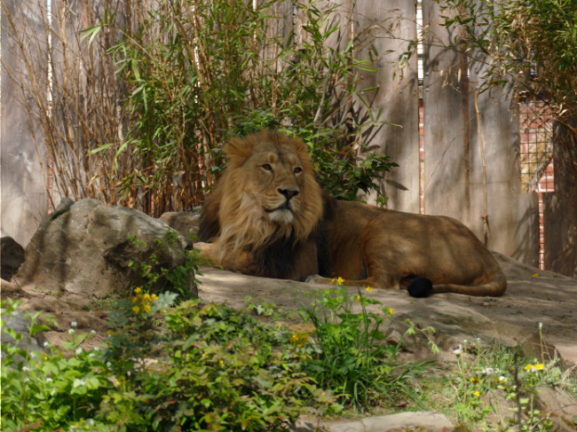 © Zoo Frankfurt Bild zum Eintrag (1075419-160)