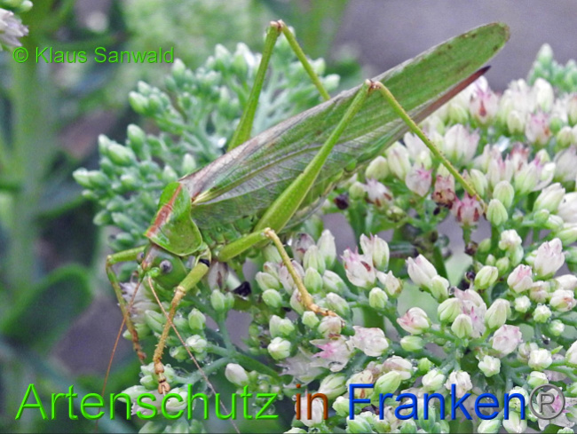 © Artenschutz in Franken® / Klaus Sanwald Bild zum Eintrag (1075453-160)