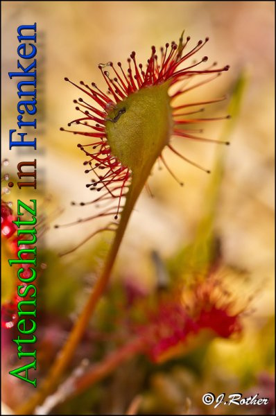 © Artenschutz in Franken® / Johannes Rother Bild zum Eintrag (1075464-160)