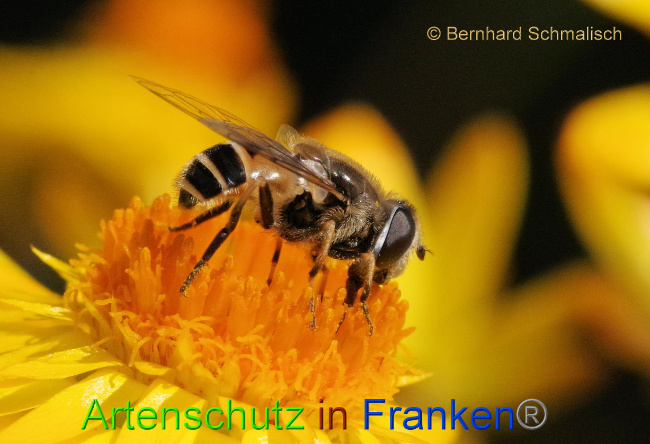 © Artenschutz in Franken® / Bernhard Schmalisch Bild zum Eintrag (1075475-160)