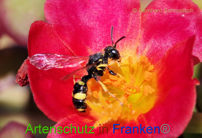 © Artenschutz in Franken® / Bernhard Schmalisch Bild zum Eintrag (1075499-160)