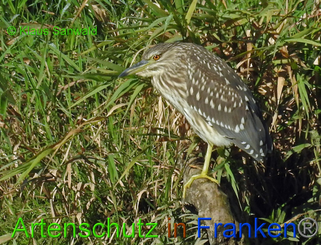 © Artenschutz in Franken® / Klaus Sanwald Bild zum Eintrag (1075518-160)