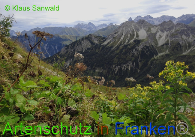 © Artenschutz in Franken® / Klaus Sanwald Bild zum Eintrag (1075528-160)