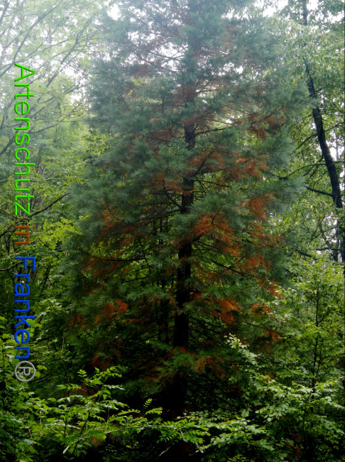 © Artenschutz in Franken® Bild zum Eintrag (1075563-160)
