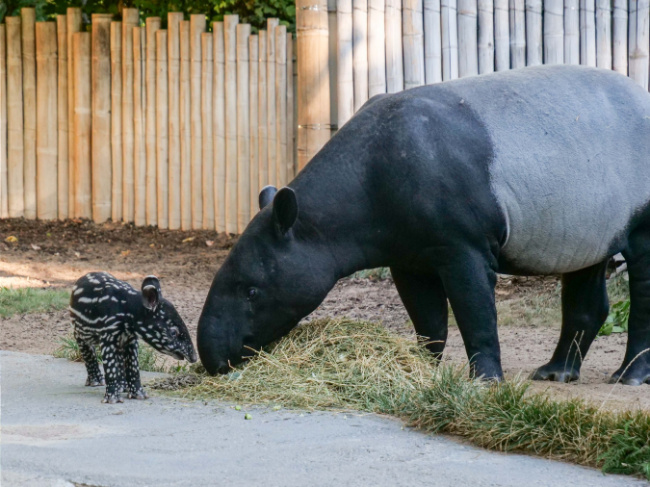 © Wilhelma Zoologisch-Botanischer Garten Stuttgart Bild zum Eintrag (1075741-160)
