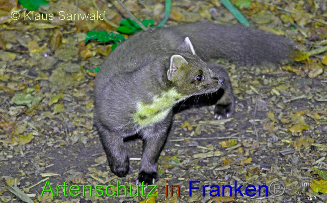 © Artenschutz in Franken® / Klaus Sanwald Bild zum Eintrag (1075761-160)