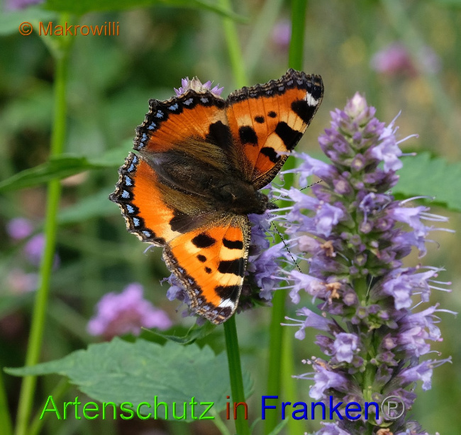 © Artenschutz in Franken® / Makrowilli Bild zum Eintrag (1075782-160)