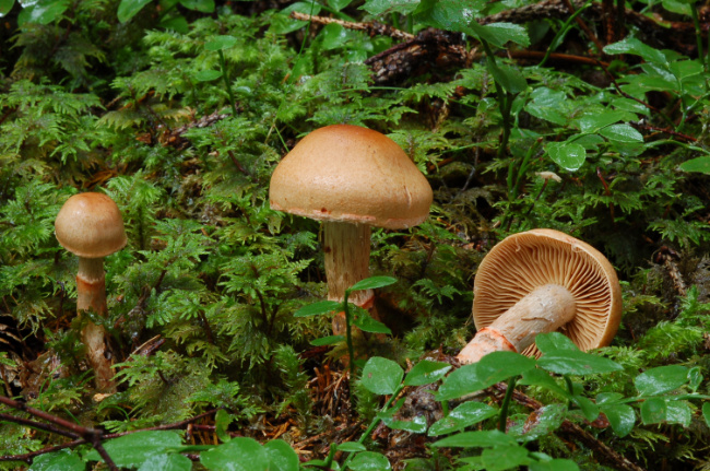 © M. Blaschke, LWF Bild zum Eintrag (1075798-160)