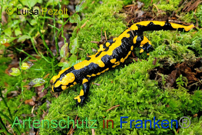 © Artenschutz in Franken® / Luisa Pezolt Bild zum Eintrag (1076039-160)