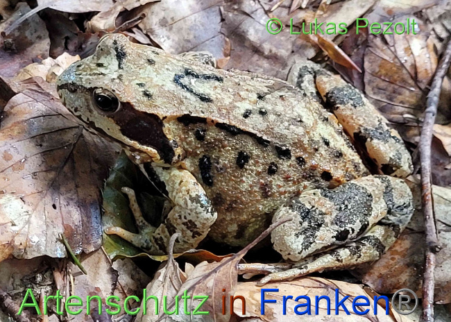 © Artenschutz in Franken® / Lukas Pezolt Bild zum Eintrag (1076065-160)