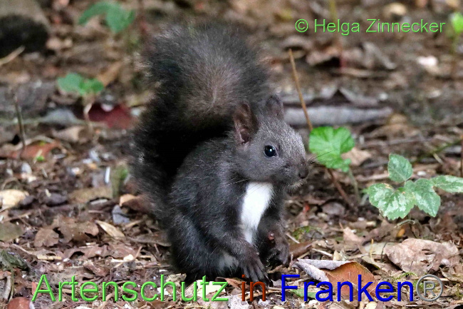 © Artenschutz in Franken® / Helga Zinnecker Bild zum Eintrag (1076088-160)