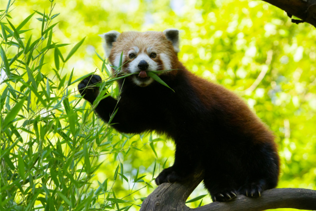 © ZOOLOGISCHER GARTEN MAGDEBURG gGmbH Bild zum Eintrag (1076098-160)