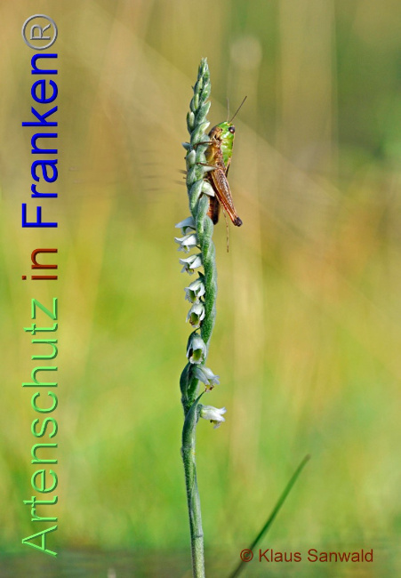 © Artenschutz in Franken® / Klaus Sanwald Bild zum Eintrag (1076118-160)