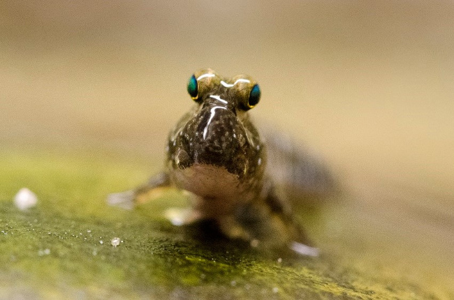 © Ingo Hamann Bild zum Eintrag (1076150-160)