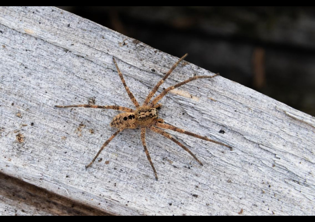 © NABU/Robert/Pfeifle Bild zum Eintrag (1076232-160)