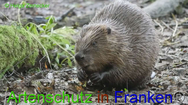 © Artenschutz in Franken® / Helga Zinnecker Bild zum Eintrag (1076371-160)