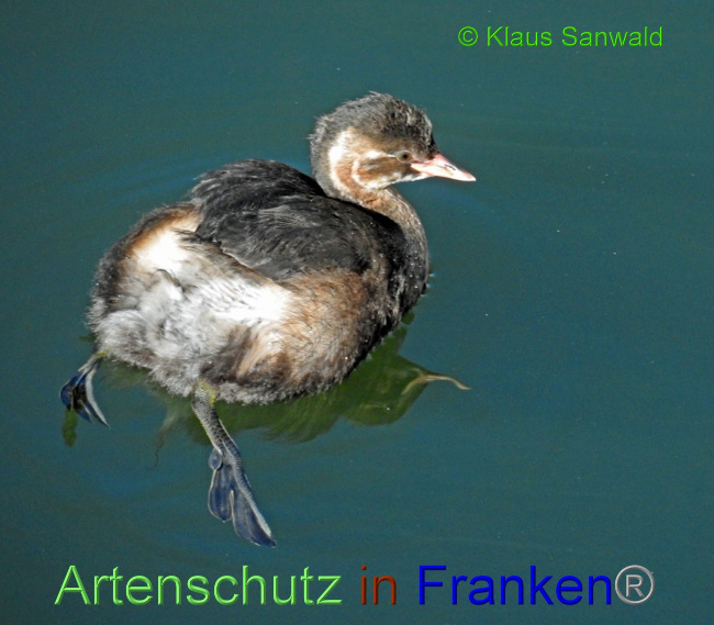 © Artenschutz in Franken® / Klaus Sanwald Bild zum Eintrag (1076403-160)