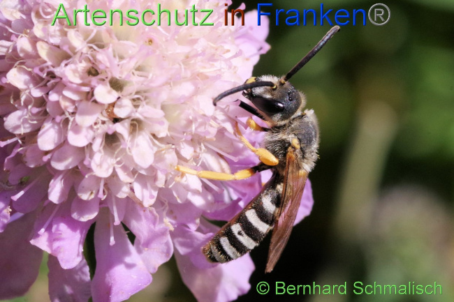 © Artenschutz in Franken® / Bernhard Schmalisch Bild zum Eintrag (1076447-160)